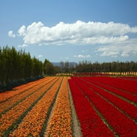 Šareni tulip polja, Edendale, Southland, South Island, Novi Zelandski poster Ispis Davida zida