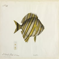 Poster za ilustraciju ribe Print Mary Evans Prirodnjački muzej