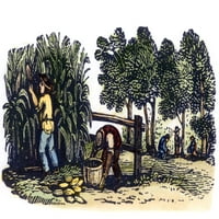 Poljoprivreda: žetva. Npicking kukuruz u vrijeme berbe: Graviranje drveta, američki, početak 19. veka.