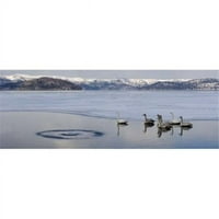Panoramske slike PPI141024L Whooper Swans - Cygnes Cygnus na Smrznuto jezero jezero Kussharo Akan National