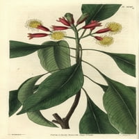 Caryophyllus aromatic, klinčići začine stablo INA poster Ispis ® Florilegije Mary Evans