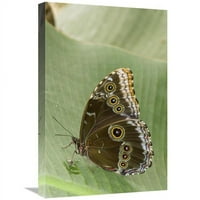 u. Blue Morpho Butterfly, Ekvador Art Print - Steve Getttle