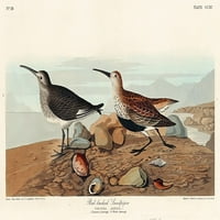 Crveni potpomognuti pjesnični poster Print John James Audubon 53545