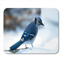 Plavi Jay Corvidae yainocitta Cristata PassErine ptica na snijegu u Bemidji Minnesota okrenuta prema