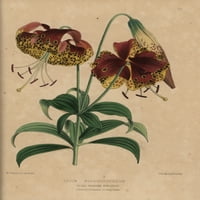 Crimson i Yellow Lily, Lilium WashingStonianum Poster Print ® Florilegis Mary Evans