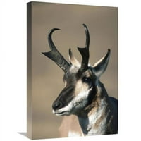 u. Pronghorn Antelope portret u jesen, Montana Art Print - Michael Quinton