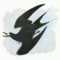 Audubon: Tern. Nsooty Tern. Graviranje nakon Johna Jamesa Audubona za svoje ptice Amerike, 1827-38.