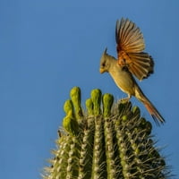 Sonoran Desert Pyrrhuloxia na Saguaro pupoljcima Cathy - Gordon Illg